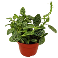 Fittonia 'White Nerve Plant'
