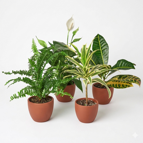 Air Purifying Variety Bundle