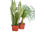 Indoor Plants Premium Subscription Box