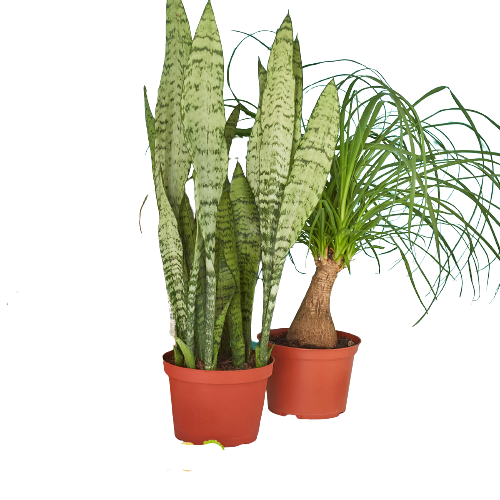 Indoor Plants Premium Subscription Box