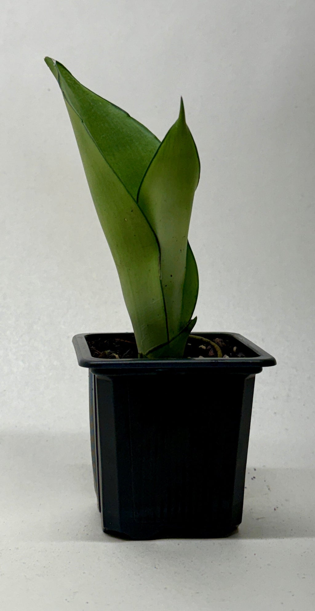 Snake Plant 'Moonshine'