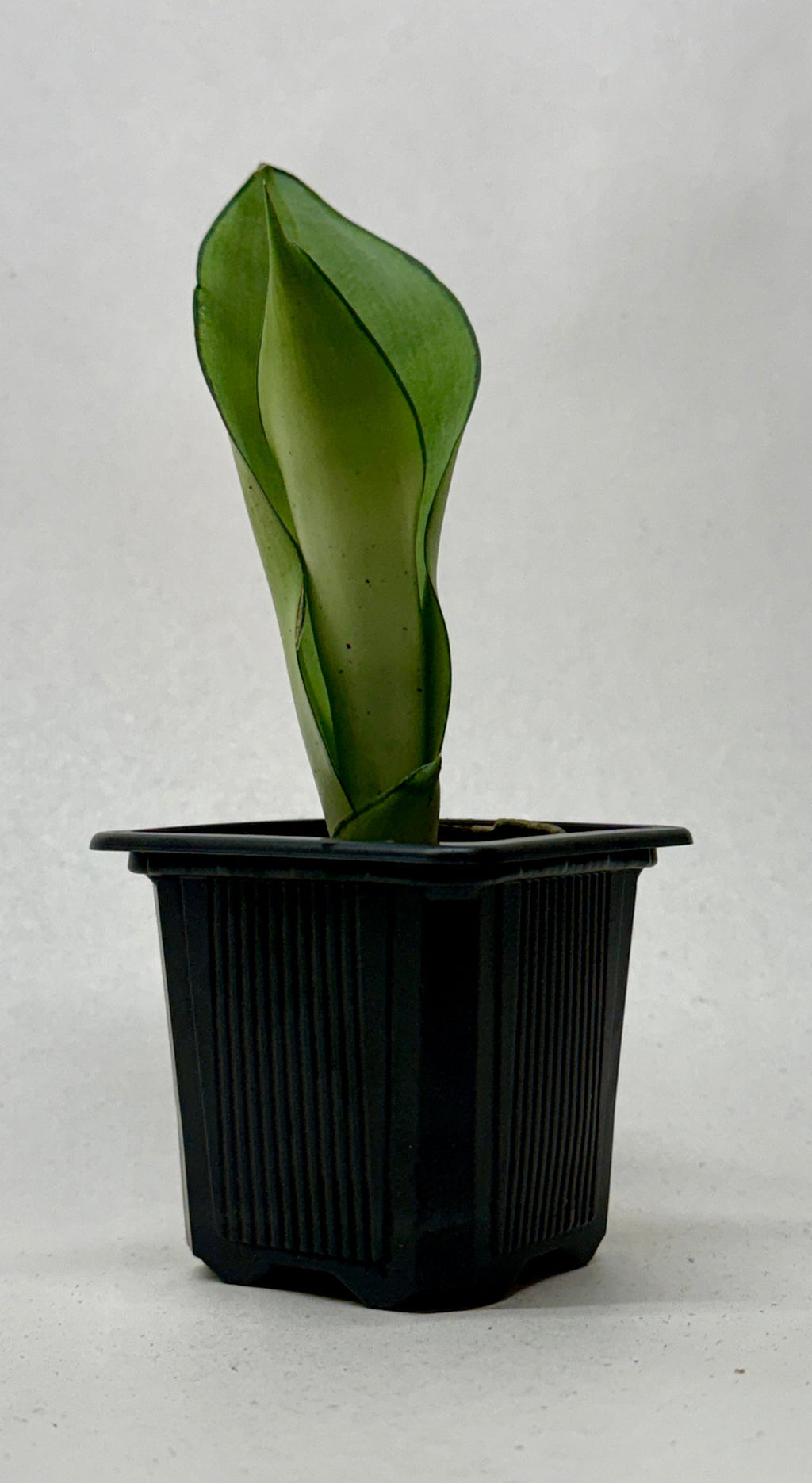 Snake Plant 'Moonshine'