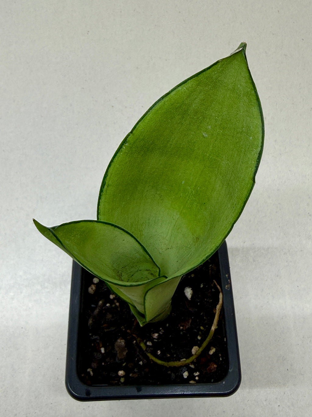 Snake Plant 'Moonshine'