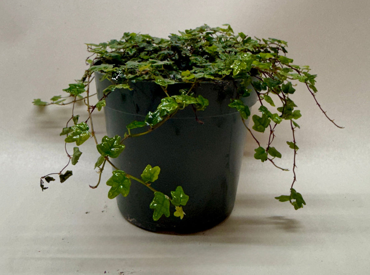 Ficus 'String of Frogs'