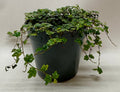 Ficus 'String of Frogs'