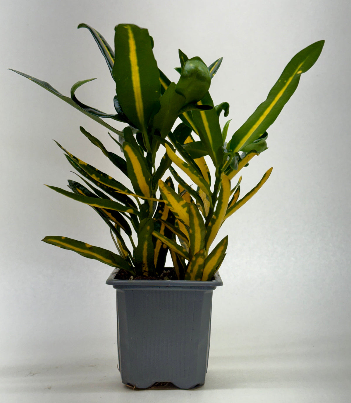 Croton 'Sunny Star'