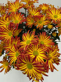 Mums (Chrysanthemum)
