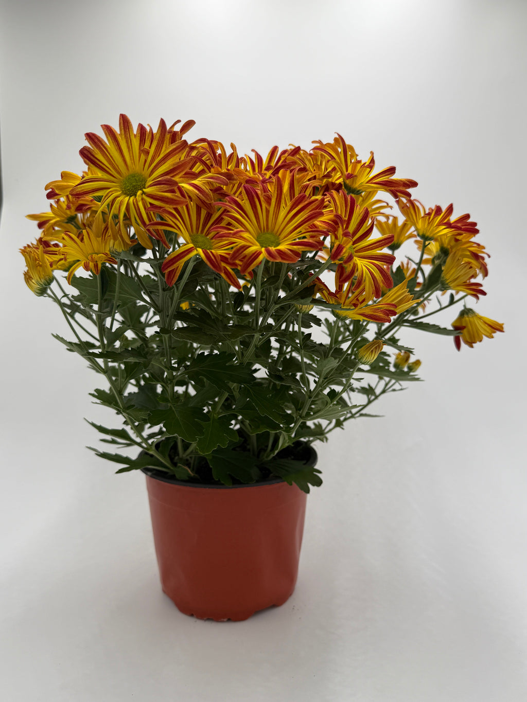 Mums (Chrysanthemum)