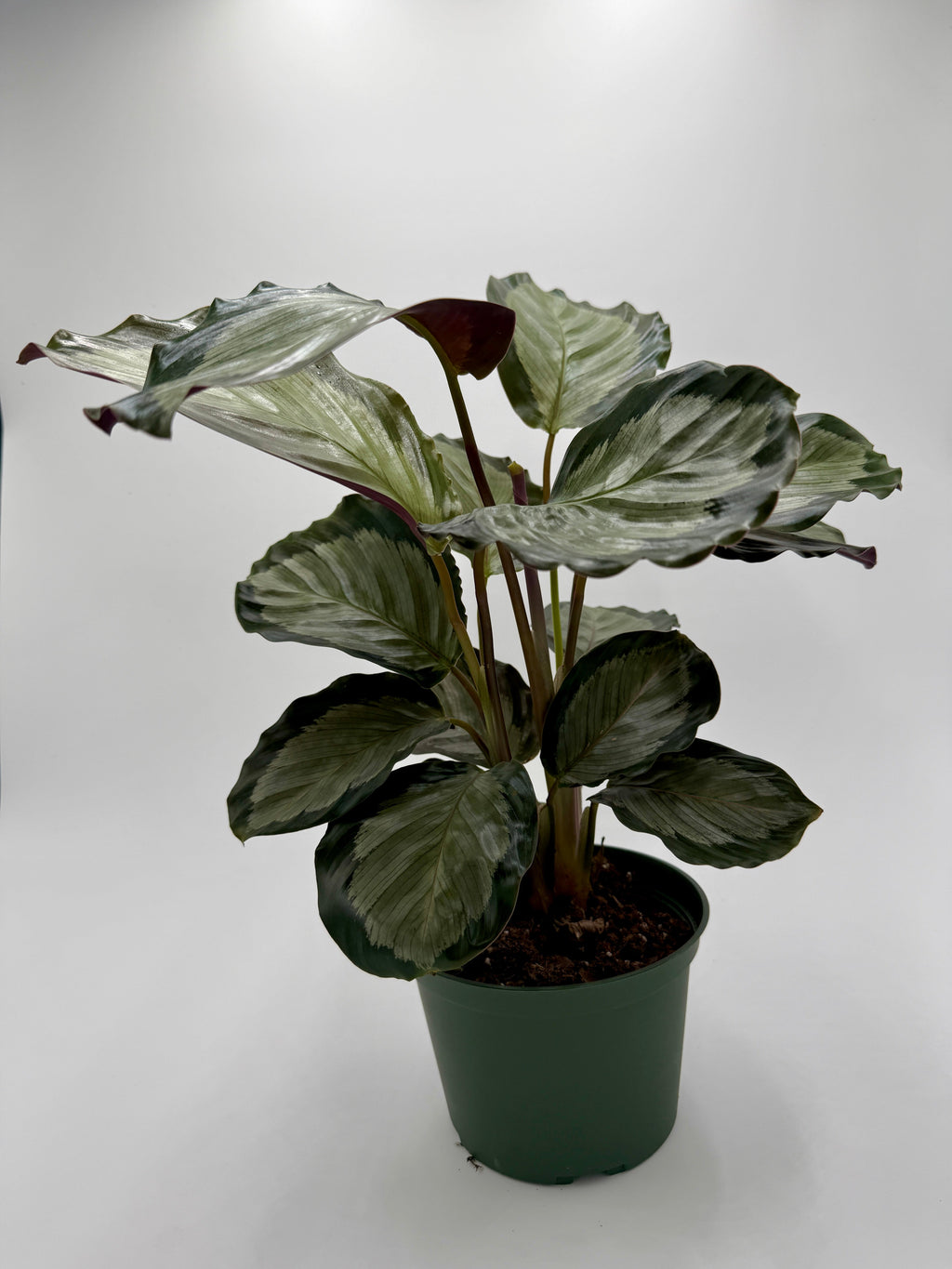 Calathea 'Northern Lights'