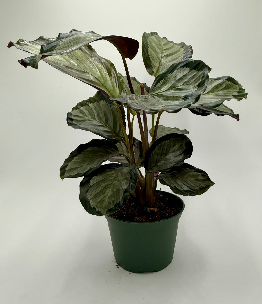 Calathea 'Northern Lights'