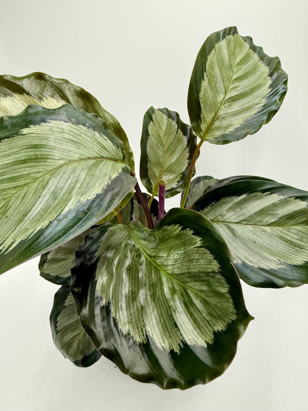 Calathea 'Northern Lights'