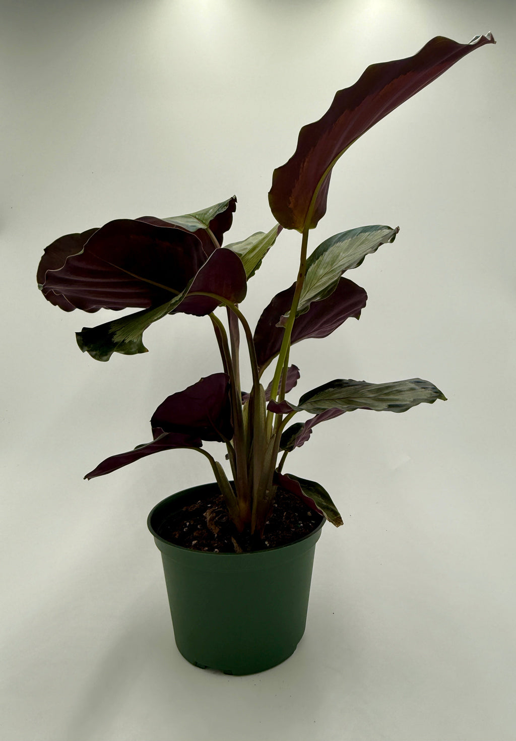 Calathea 'Northern Lights'