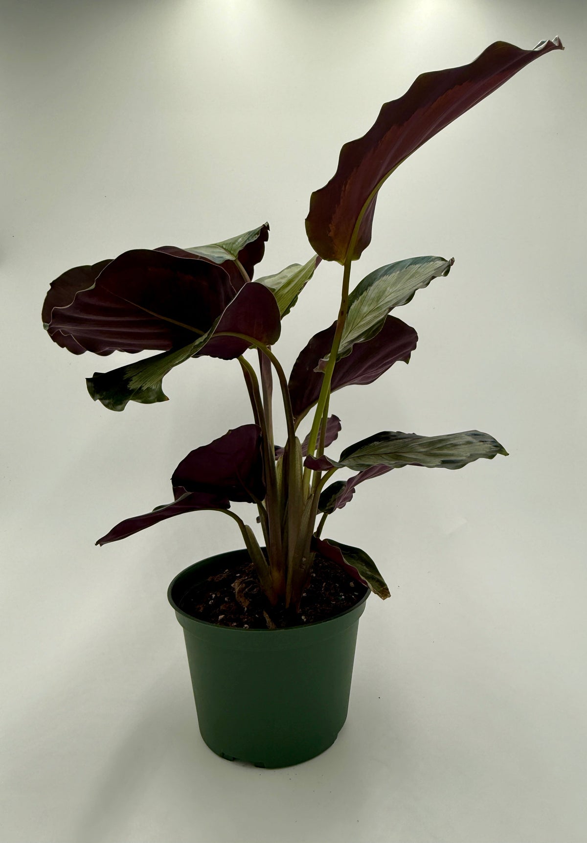 Calathea 'Northern Lights'