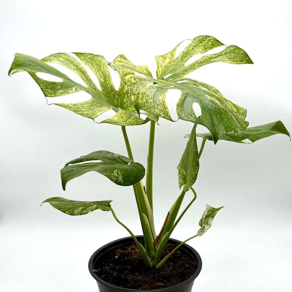 Monstera 'Mint'