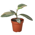 Ficus Elastica 'Ruby Pink'