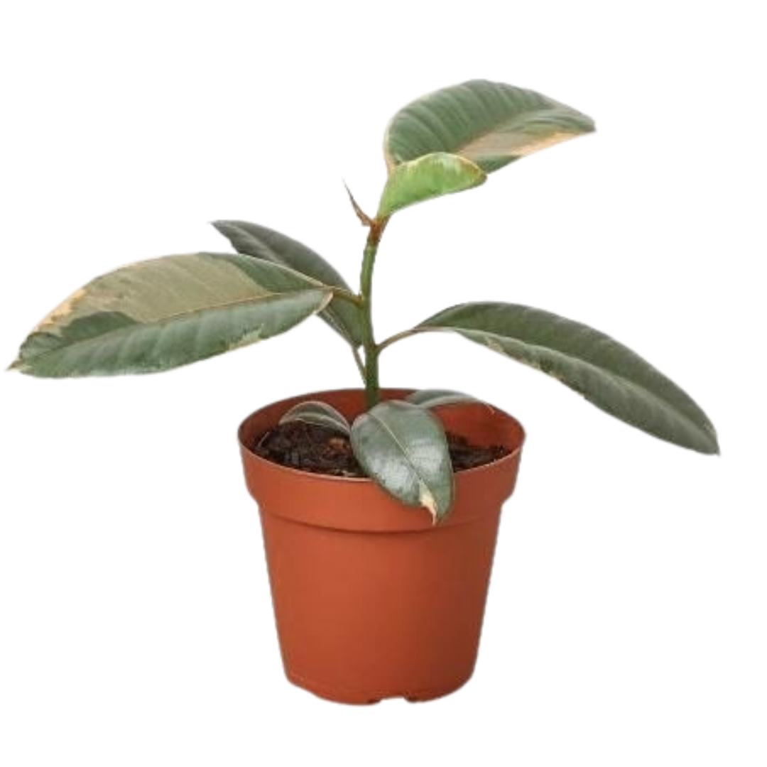 Ficus Elastica 'Ruby Pink'