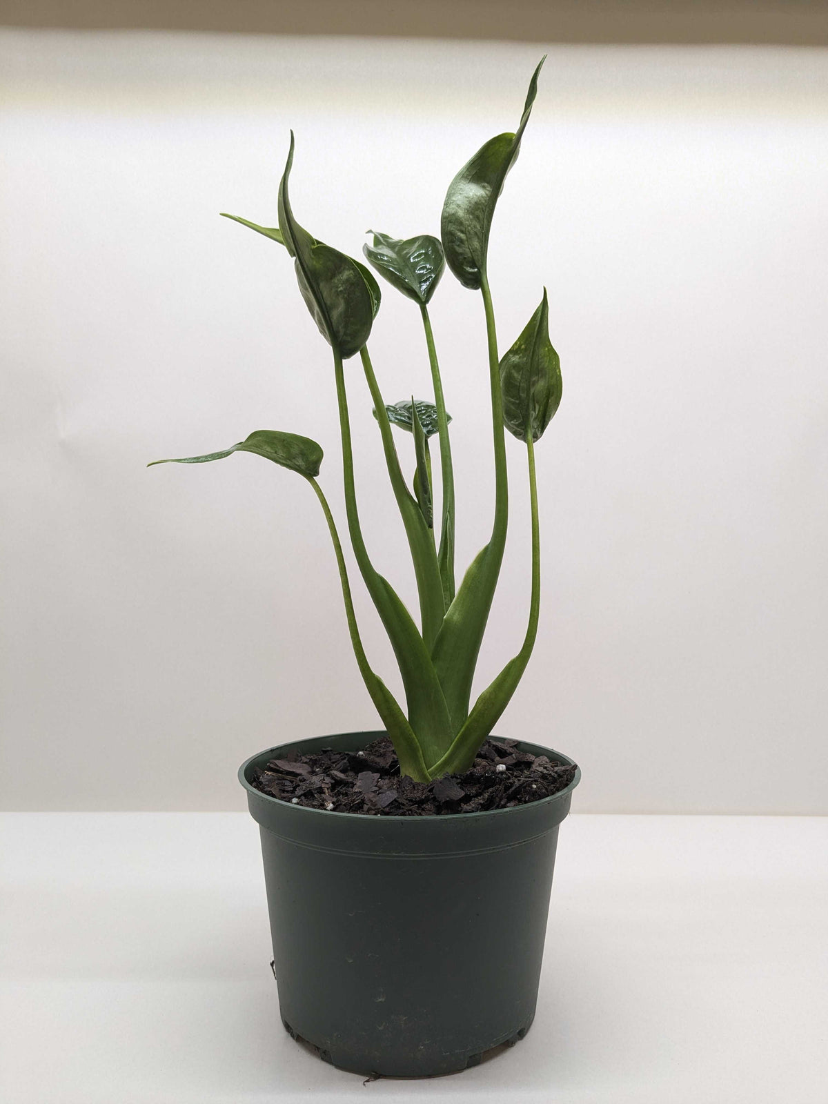 Alocasia 'Tiny Dancer'