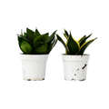 Snake Plant Variety Pack