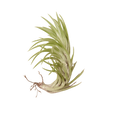Tillandsia Air Plant Araujei