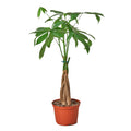 Money Tree 'Guiana Chestnut' Braid