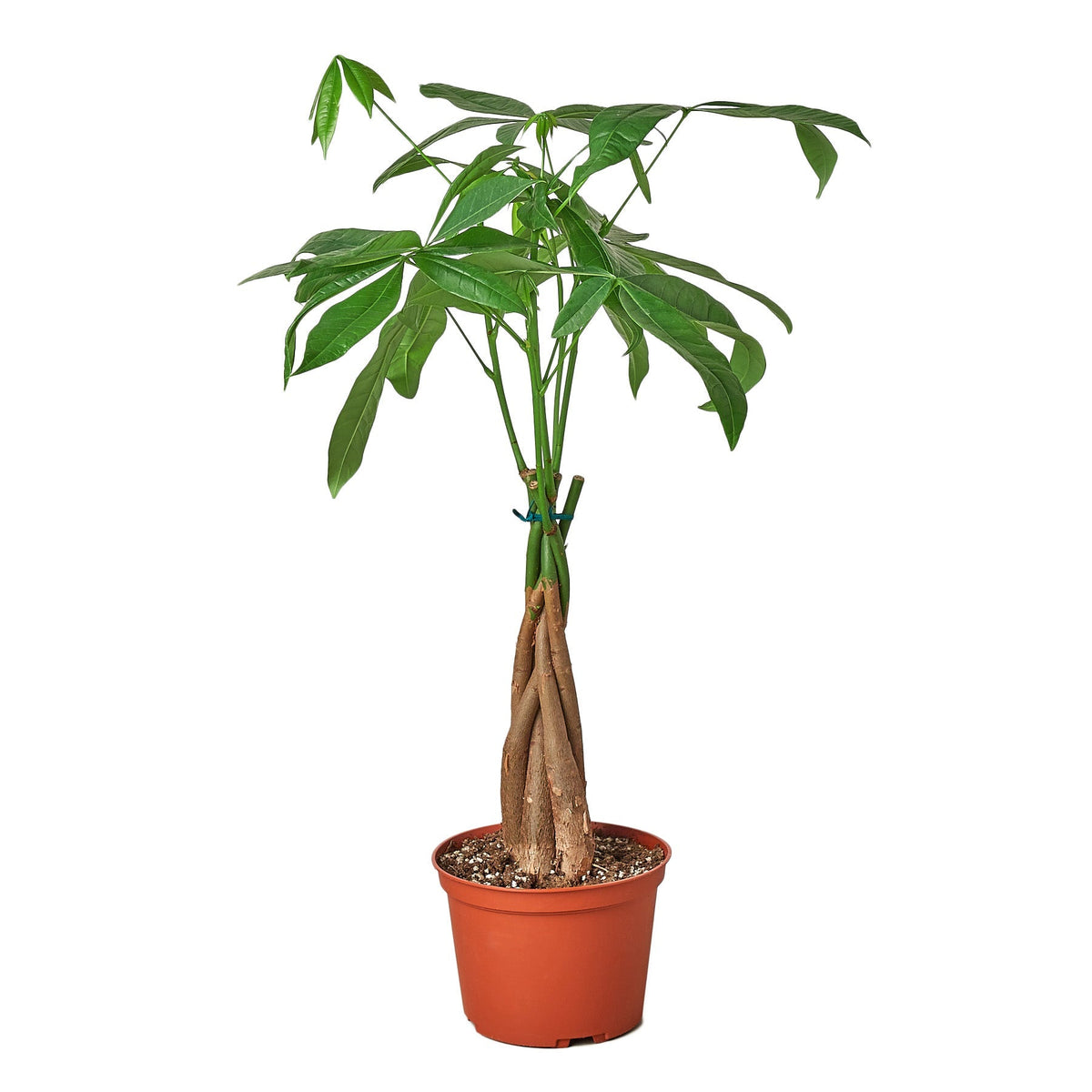 Money Tree 'Guiana Chestnut' Braid
