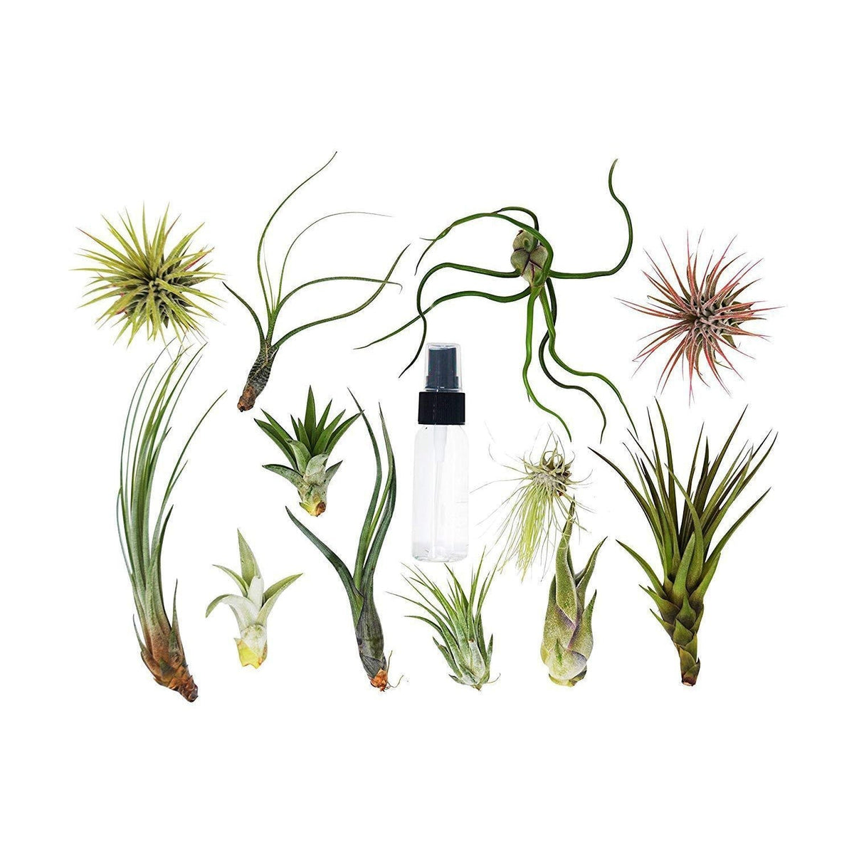 Tillandsia Air Plant Variety w/ Spray - 12 Pack