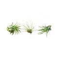 Air Plant 3 Pack (Three Varieties)