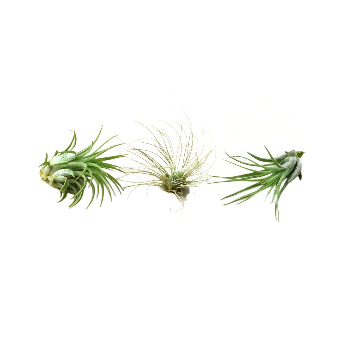 Air Plant 3 Pack (Three Varieties)