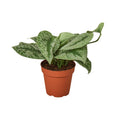 Scindapsus pictus 'Exotica'