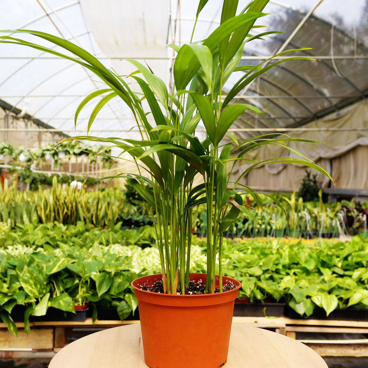 Pet-Friendly Plant of the Month