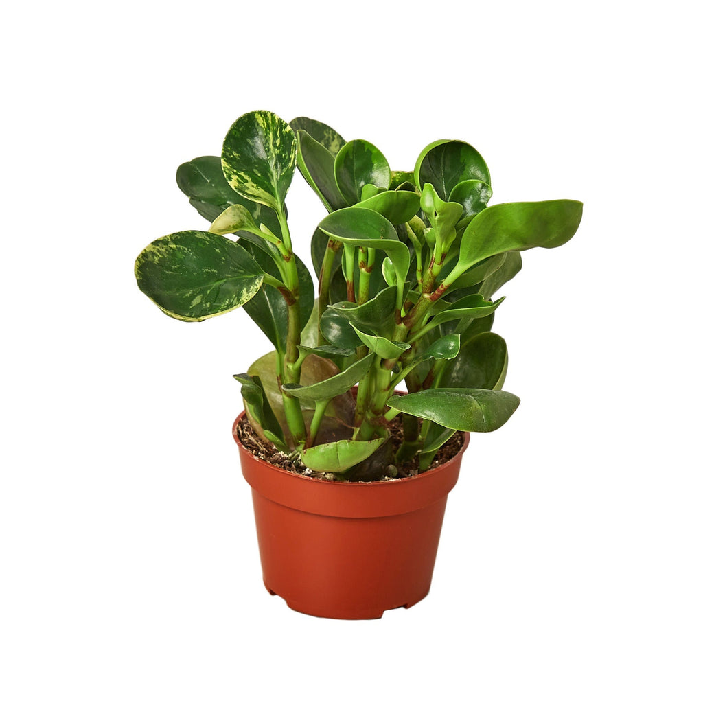 Peperomia Marble in a 4 inch nursery pot, included in the FernClay Pet-Safe Trio