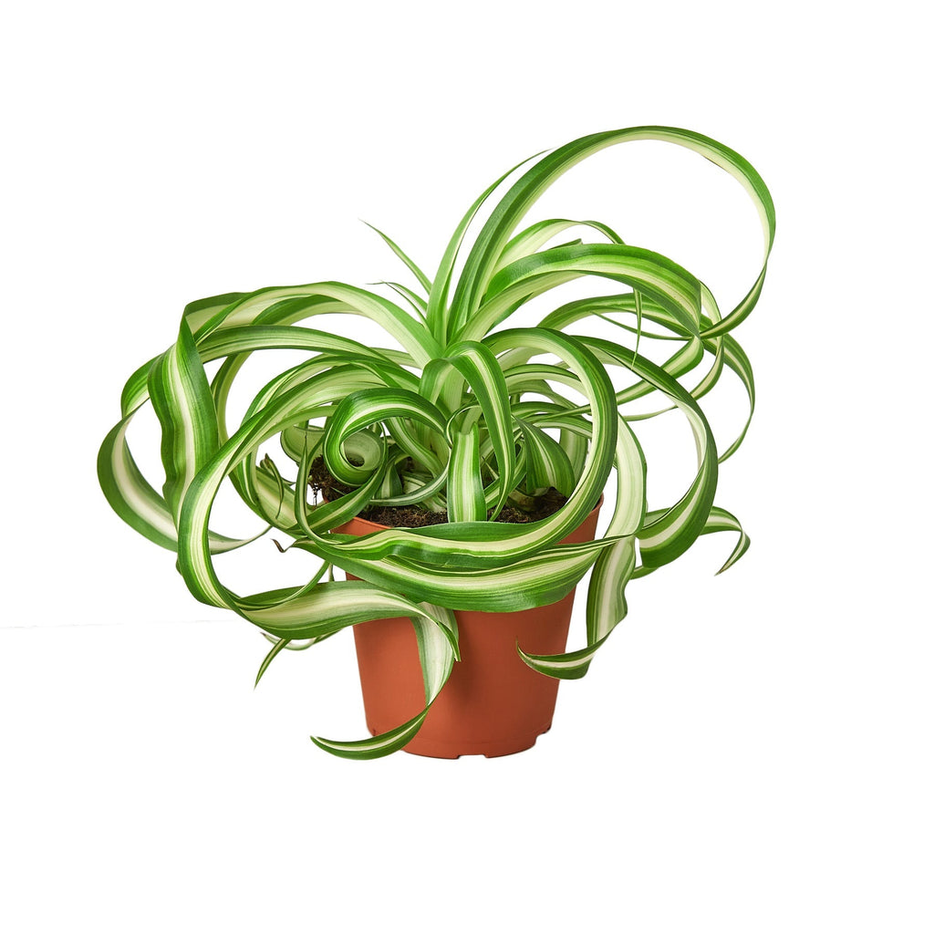 Spider Plant Bonnie in a 4 inch nursery pot, included in the FernClay Pet-Safe Trio