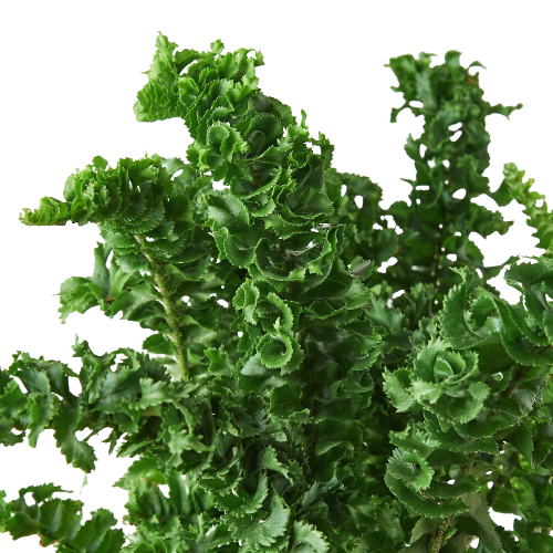 Fern 'Emina'