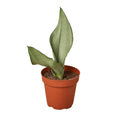 Snake Plant 'Moonshine'