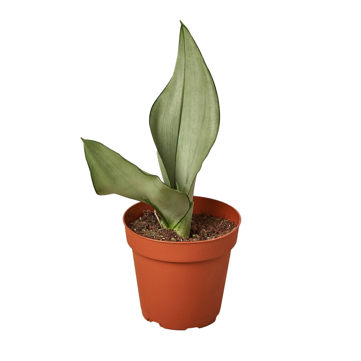 Snake Plant 'Moonshine'