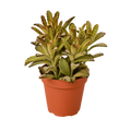 Kalanchoe 'Chocolate Soldier'