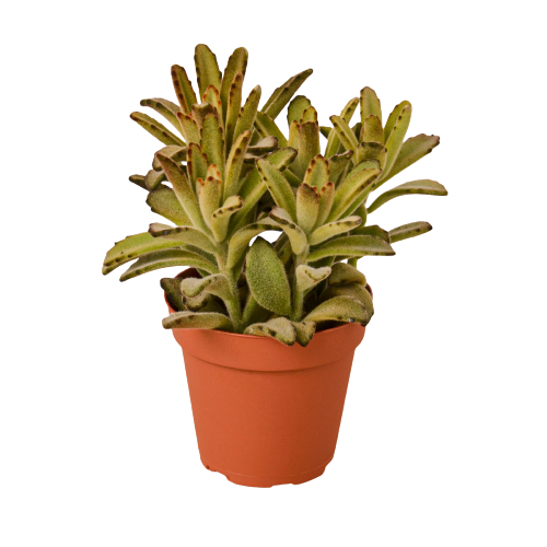 Kalanchoe 'Chocolate Soldier'