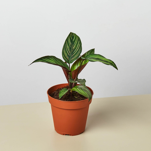 Calathea 'Beauty Star'