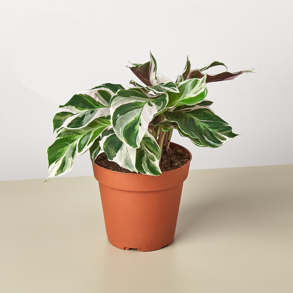 Calathea 'White Fusion' in a terracotta nursery pot
