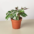 Calathea 'White Fusion' in a terracotta nursery pot