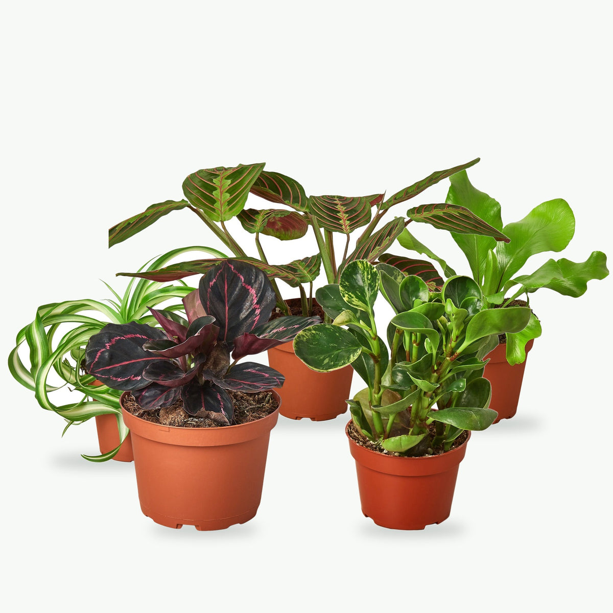 FernClay Pet-Safe Five: Calathea Dottie, Spider Plant Bonnie, Peperomia Marble, Maranta Red Prayer and Bird's Nest Fern in 4 inch nursery pots